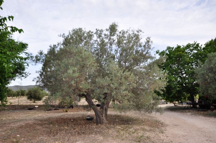 Image No.14-3 Bed Country House for sale