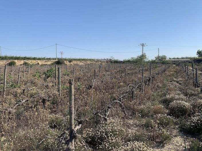 Image No.10-Terre à vendre à Monforte del Cid