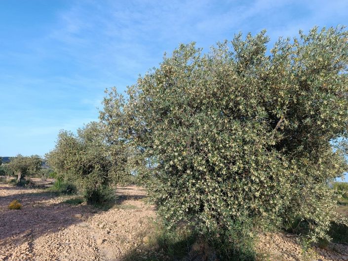 Image No.10-Country House for sale