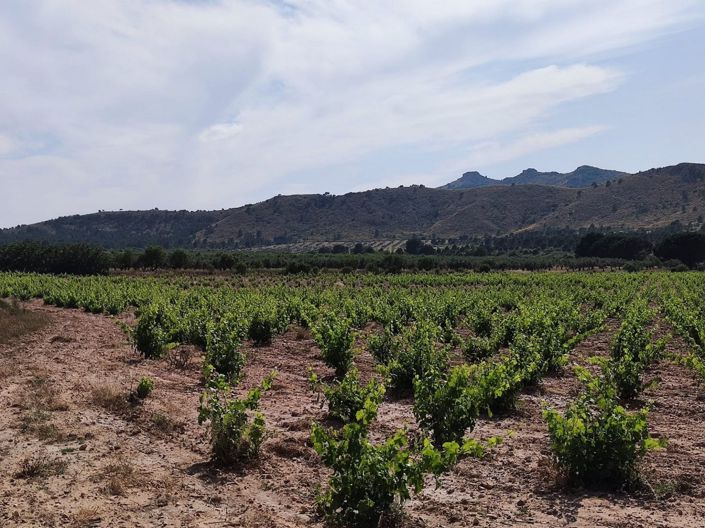 Image No.5-6 Bed Country House for sale