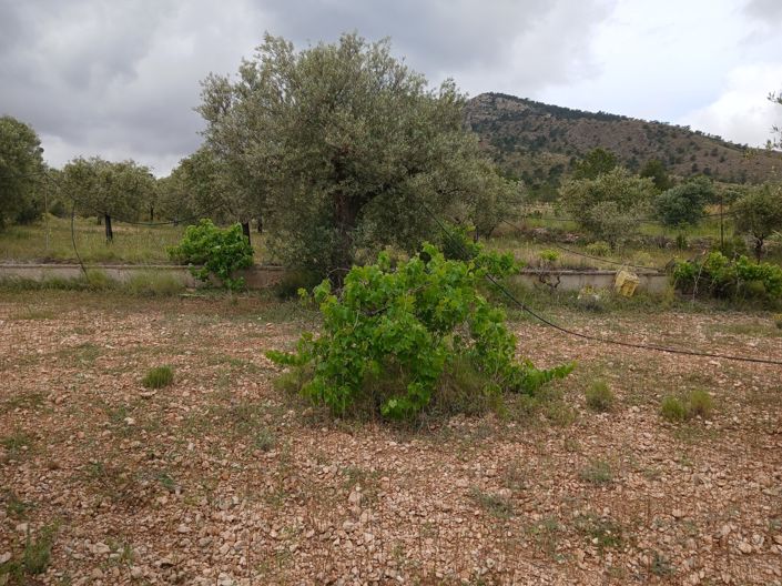 Image No.18-Maison de campagne de 5 chambres à vendre à Yecla