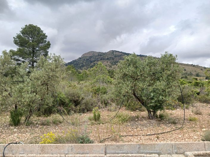 Image No.3-Maison de campagne de 5 chambres à vendre à Yecla