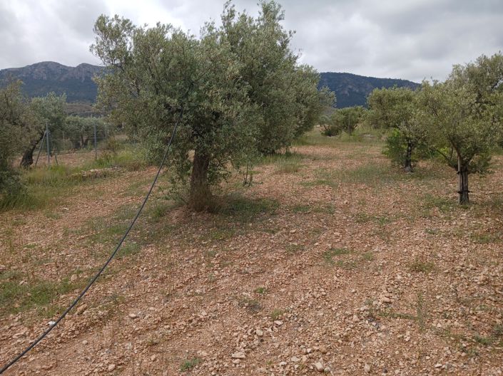 Image No.37-Maison de campagne de 5 chambres à vendre à Yecla
