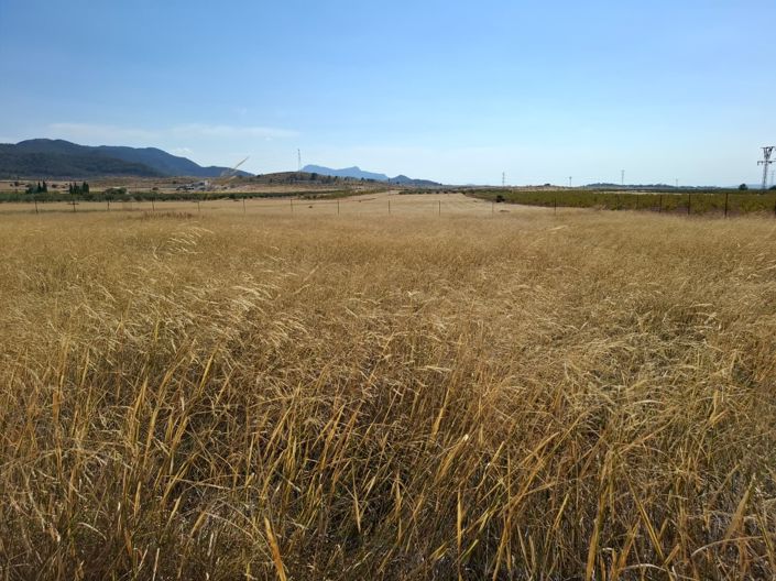 Image No.51-Villa de 4 chambres à vendre à Canada Del Trigo