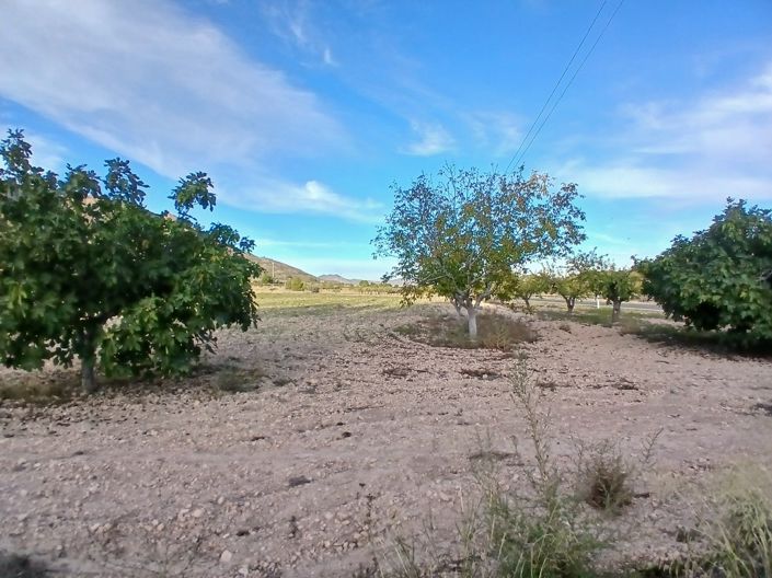 Image No.23-Maison de campagne de 3 chambres à vendre à Yecla