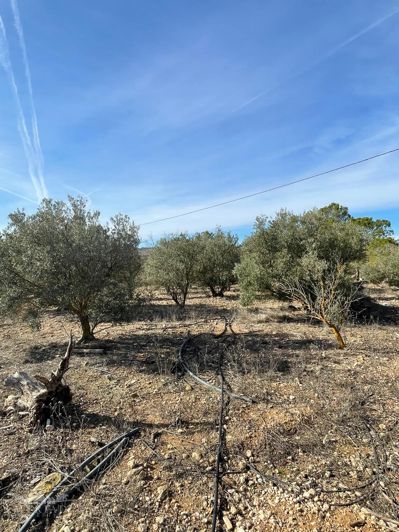 Image No.20-2 Bed Country House for sale