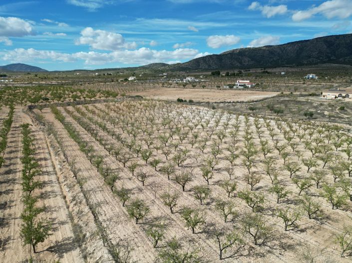 Image No.7-Terre à vendre à Pinoso