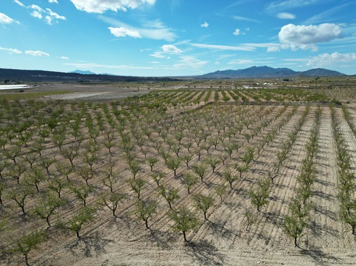 Image No.9-Terre à vendre à Pinoso