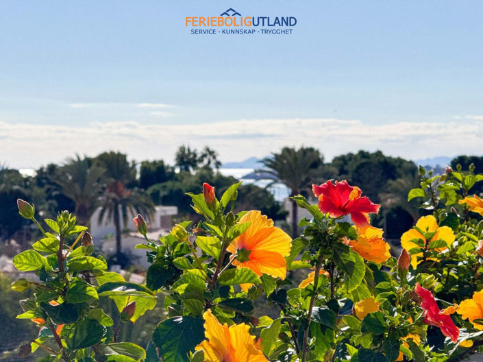 Image No.28-Appartement de 2 chambres à vendre à Punta Prima