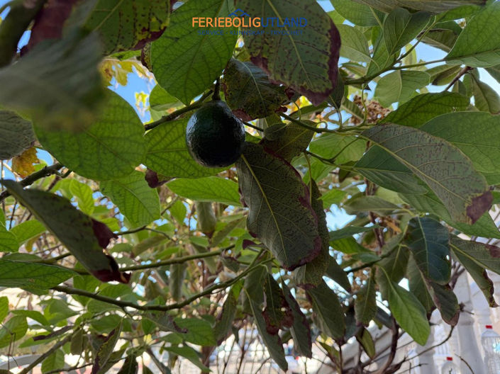 Image No.13-1 Bed Villa for sale