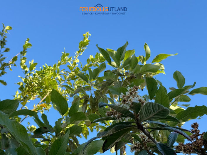 Image No.31-1 Bed Villa for sale