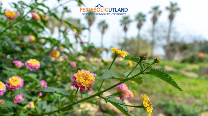 Image No.49-Villa de 2 chambres à vendre à Los Altos