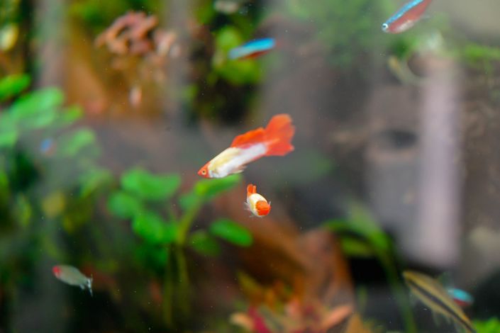 Image No.30-Villa / Détaché de 2 chambres à vendre à La Marina