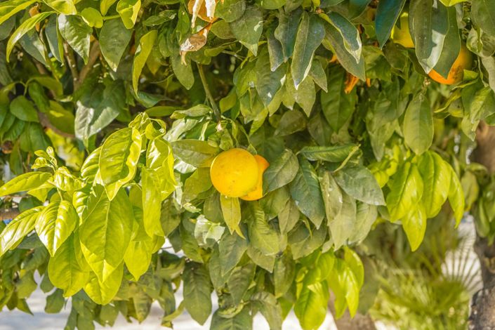 Image No.42-3 Bed Villa / Detached for sale