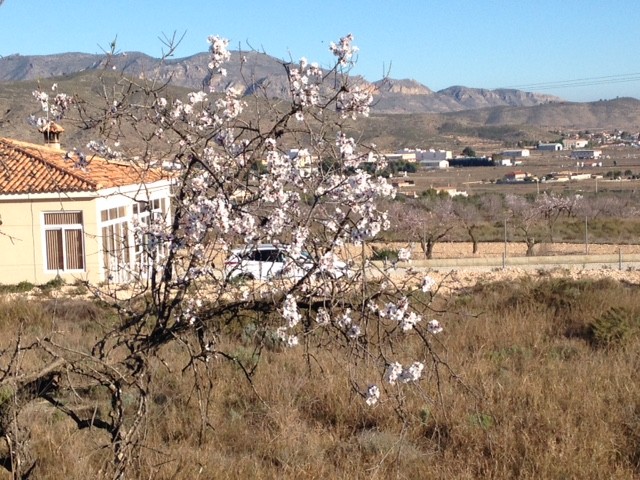 Image No.5-Terrain à vendre à Hondón de los Frailes