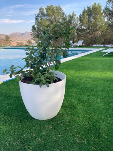 Image No.13-5 Bed Country House for sale