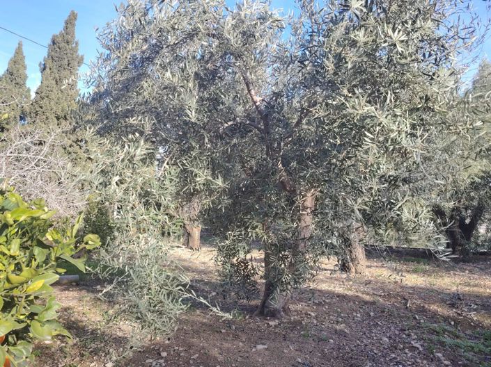 Image No.11-3 Bed Country House for sale