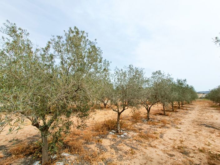 Image No.35-Maison de campagne de 4 chambres à vendre à Hondón de los Frailes