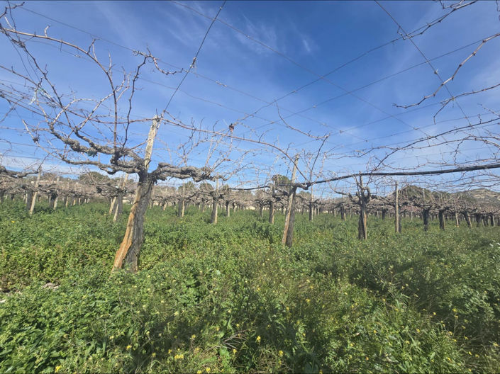 Image No.2-Terrain à vendre à Aspe