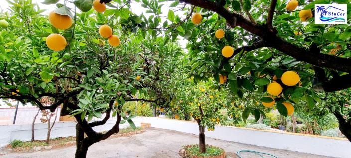 Image No.2-5 Bed Village House for sale