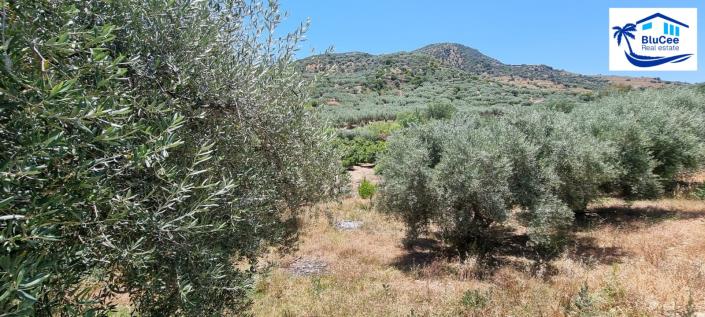 Image No.40-4 Bed House for sale