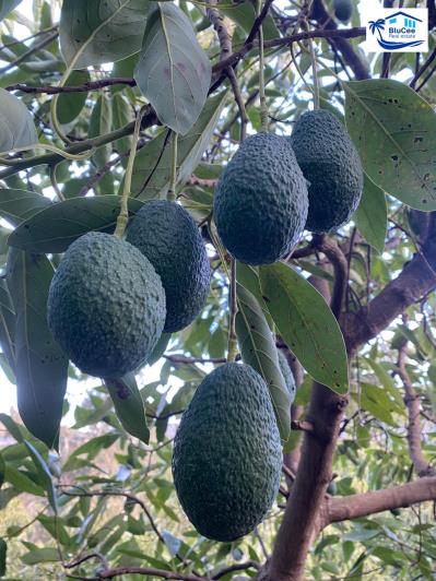 Image No.31-3 Bed Country House for sale