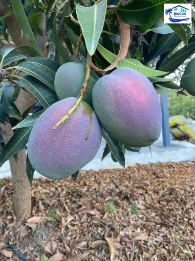 Image No.32-3 Bed Country House for sale