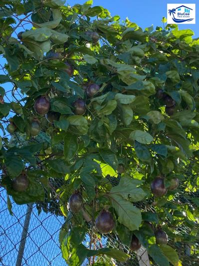 Image No.33-3 Bed Country House for sale