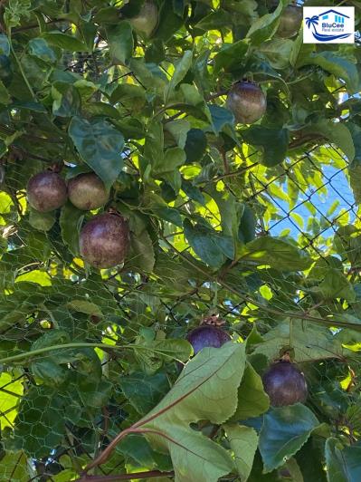 Image No.34-3 Bed Country House for sale