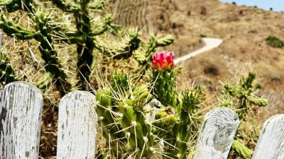 FOR-SALE-BLUCEE-REAL-ESTATE-ALMACHAR-CATCHPOLE--4-