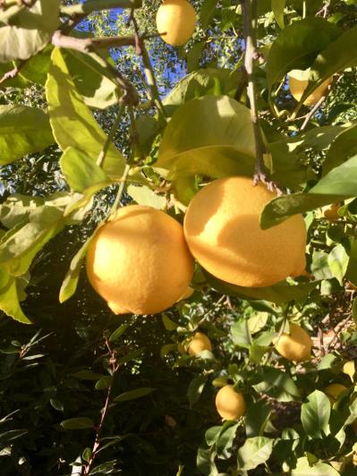 Image No.39-3 Bed Finca for sale