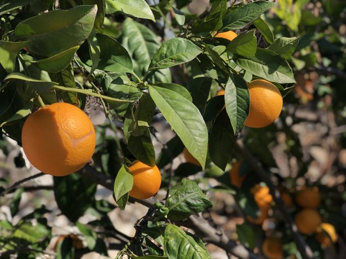 Image No.40-3 Bed Finca for sale