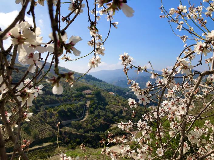 Image No.42-3 Bed Finca for sale