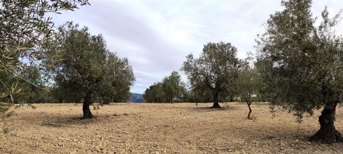 Image No.2-Propriété à vendre à Penáguila