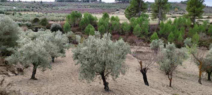 Image No.6-Propriété à vendre à Penáguila