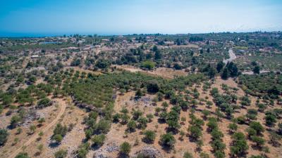 olive-grove---kefalas-4