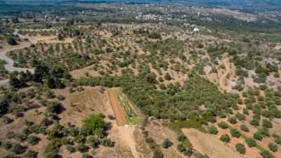 olive-grove---kefalas-9