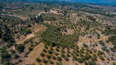 olive-grove---kefalas-6