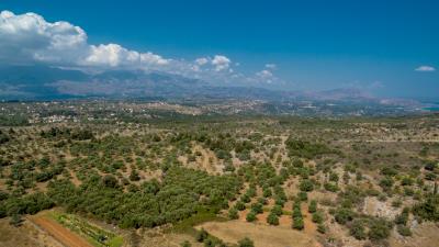 olive-grove---kefalas-15