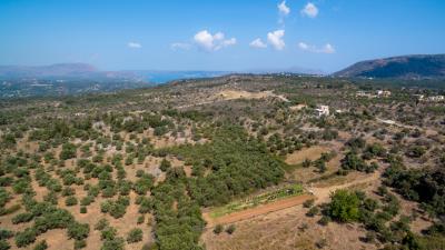 olive-grove---kefalas-24