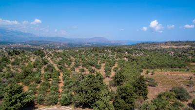 olive-grove---kefalas-33