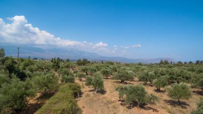olive-grove---kefalas-44