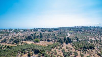 olive-grove---kefalas