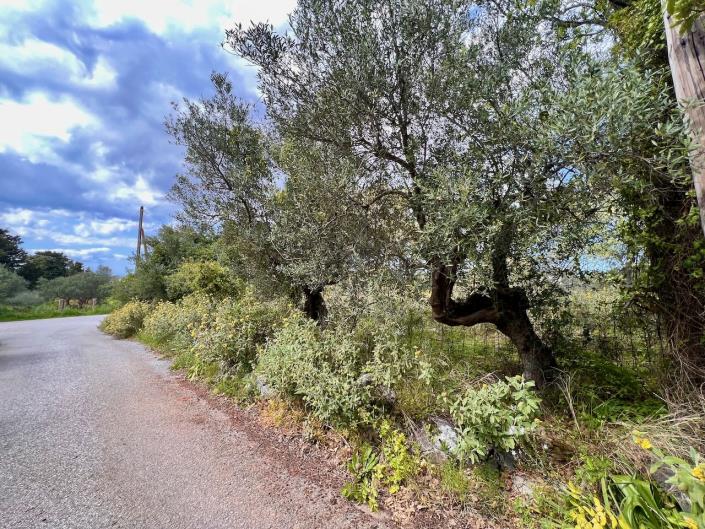 Image No.6-Terre à vendre à Kefalas