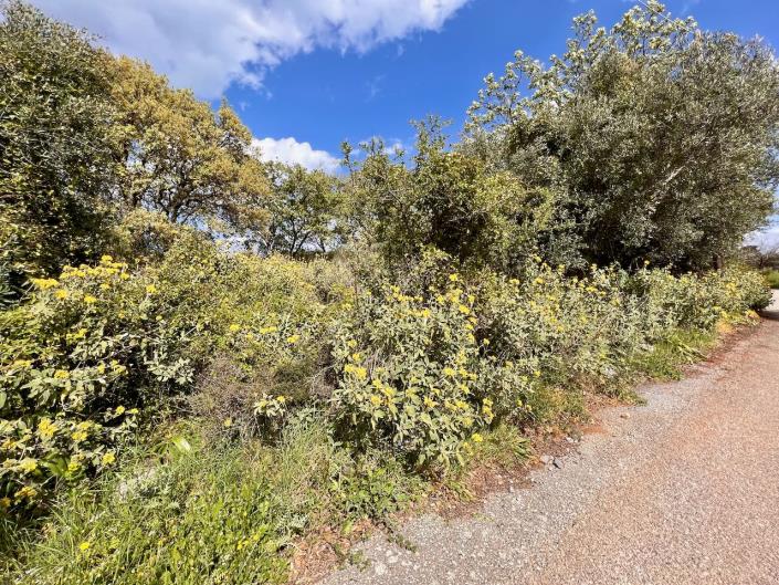 Image No.8-Terre à vendre à Kefalas