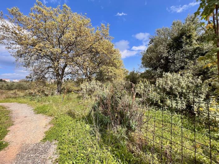 Image No.3-Terre à vendre à Kefalas