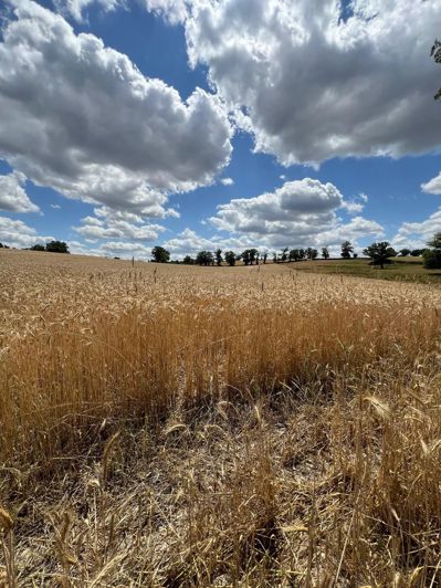 Image No.12-4 Bed Commercial for sale