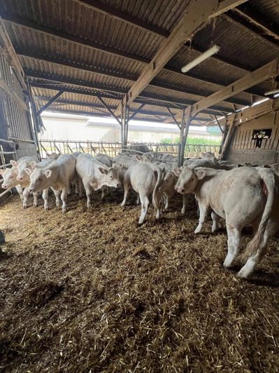 Image No.2-4 Bed Commercial for sale