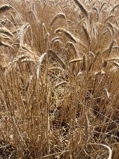 Image No.22-4 Bed Commercial for sale