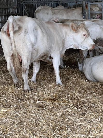 Image No.3-4 Bed Commercial for sale